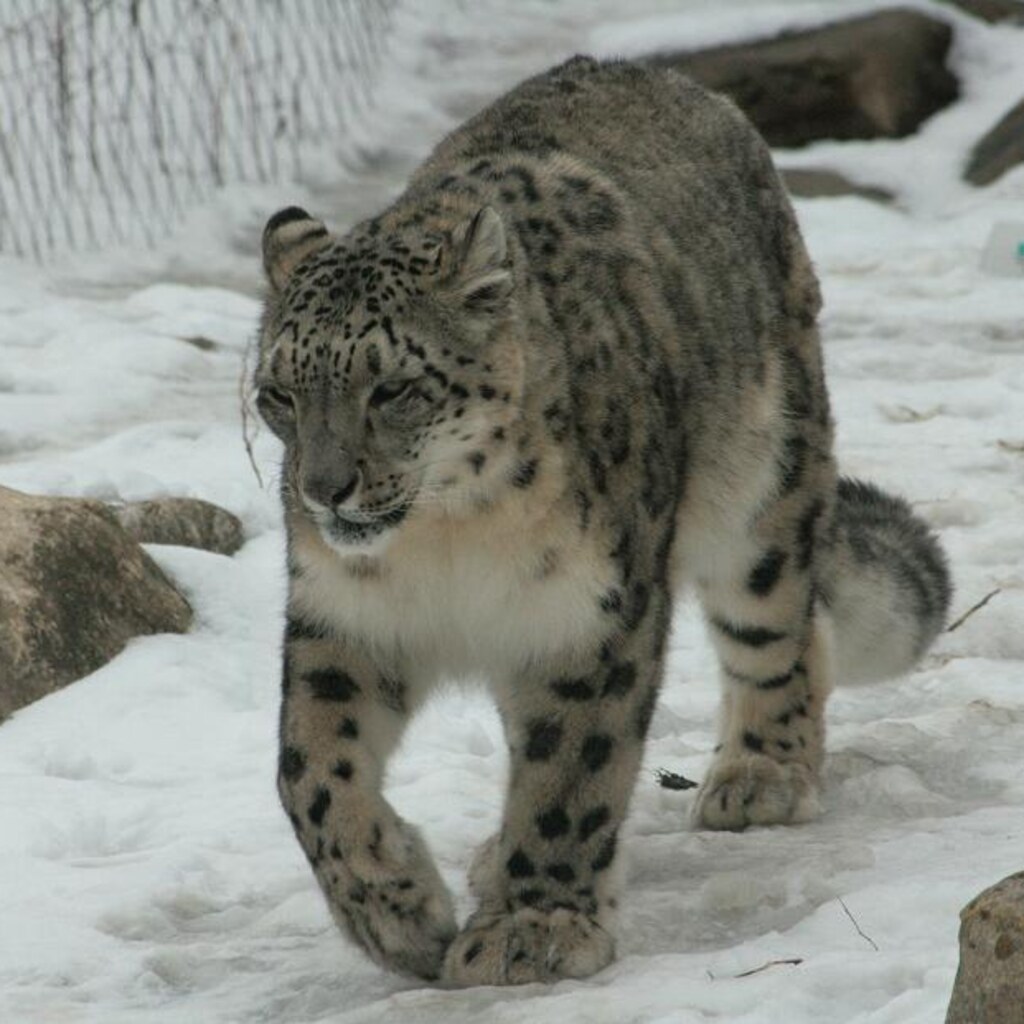 Photo of a snow leopard