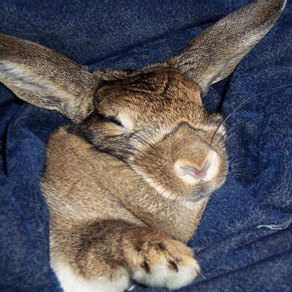 Photo of a snug rabbit