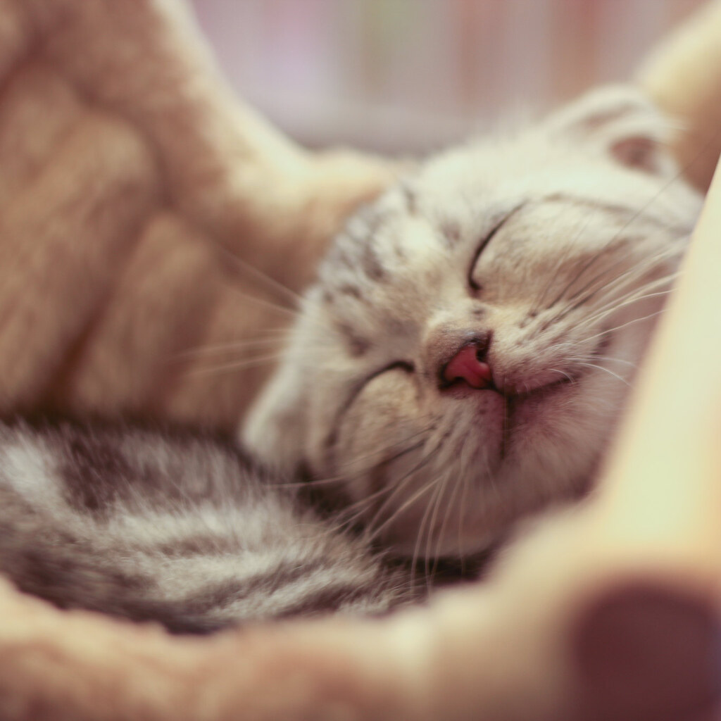 Photo of a cat in a soft bed