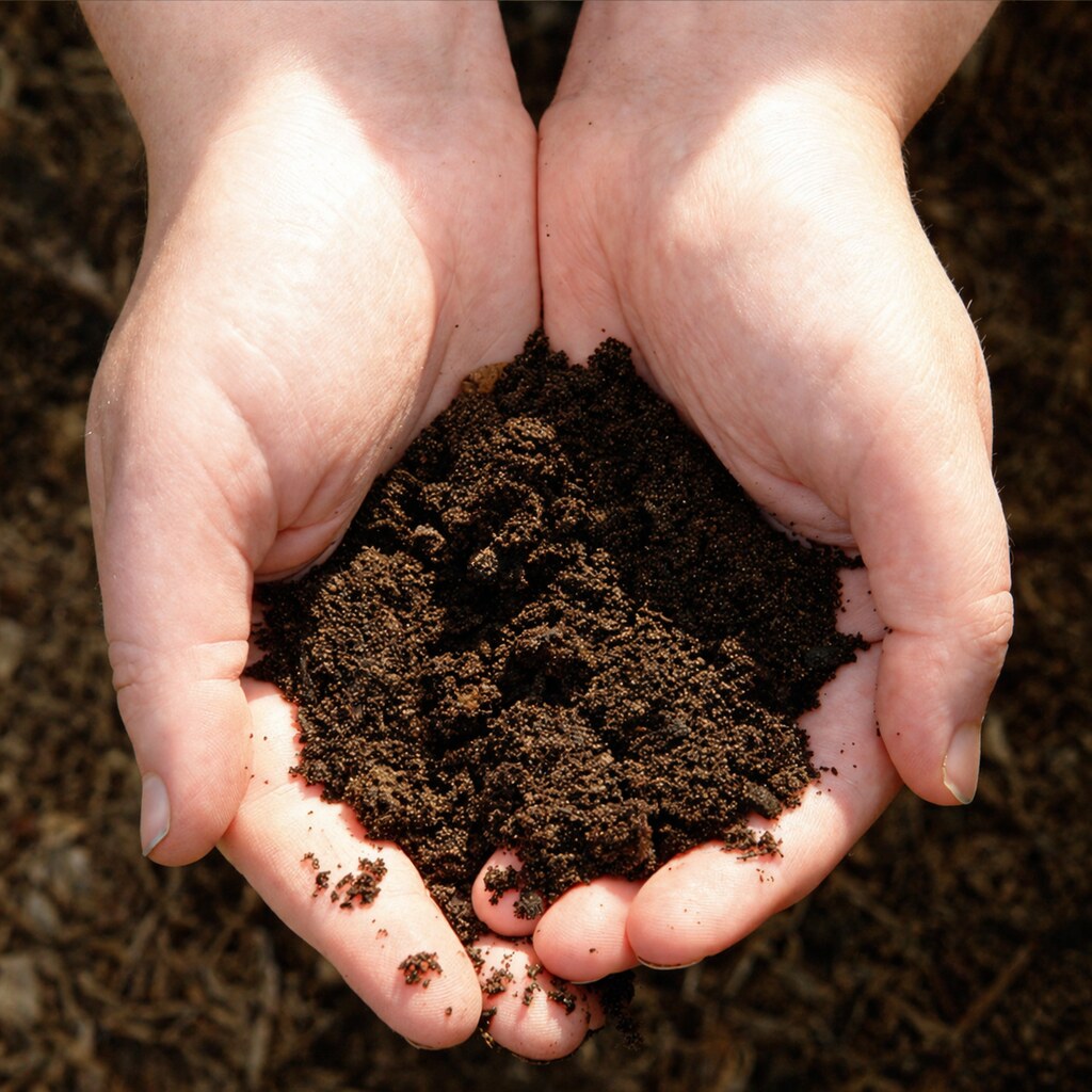 Photo of hands holding soil.