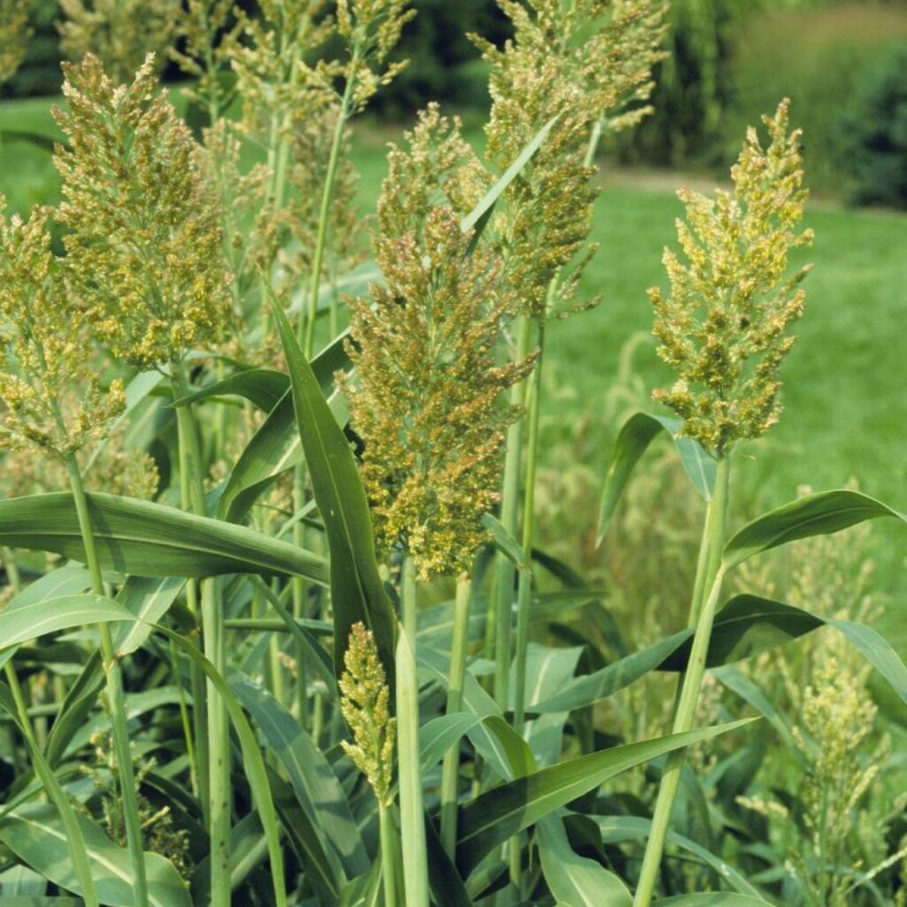 Photo of sorghum