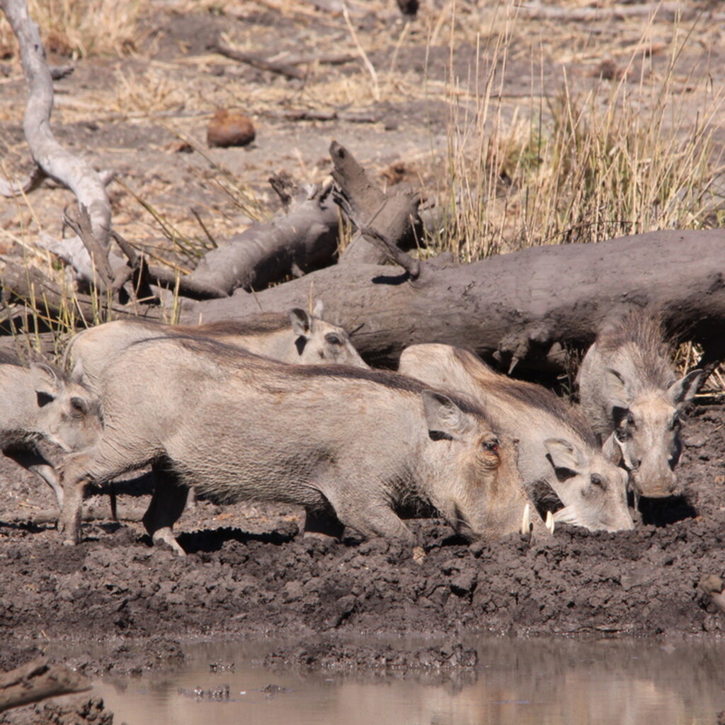 Photo of a group of warthogs