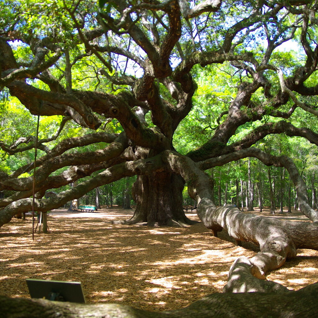 Photo of the Angel Oak, Charleston South Carolina
