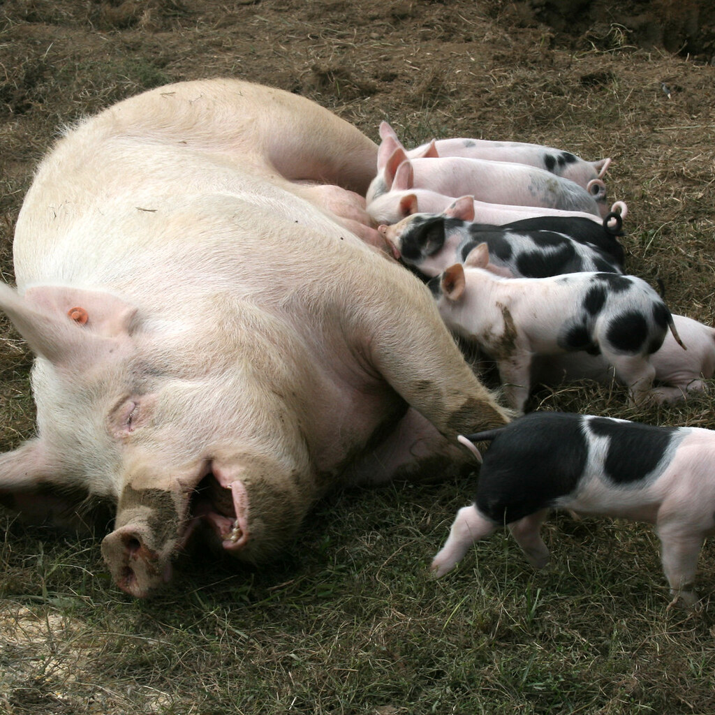 Photo of a female pig