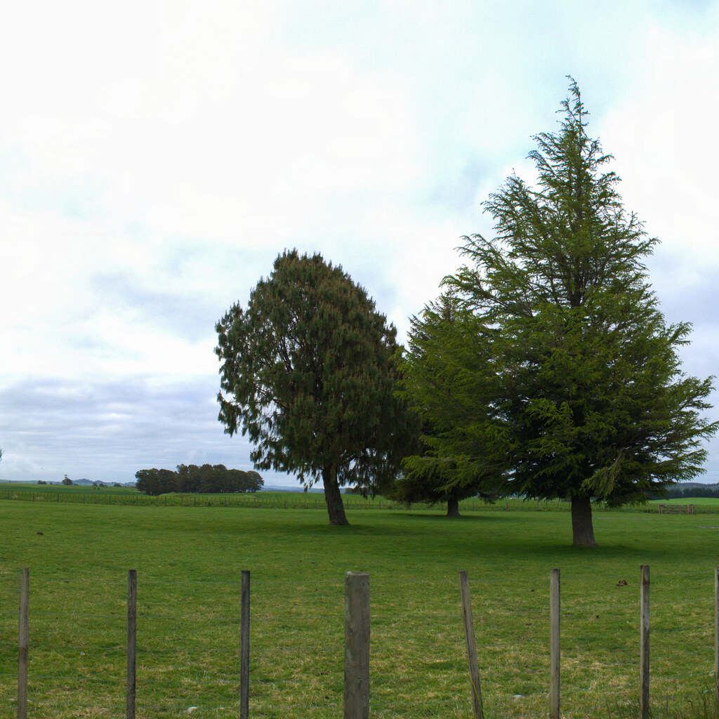 Photo of sparse trees