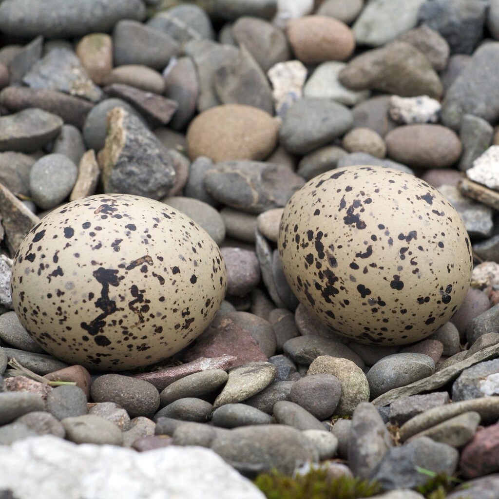 Photo of two speckled eggs.
