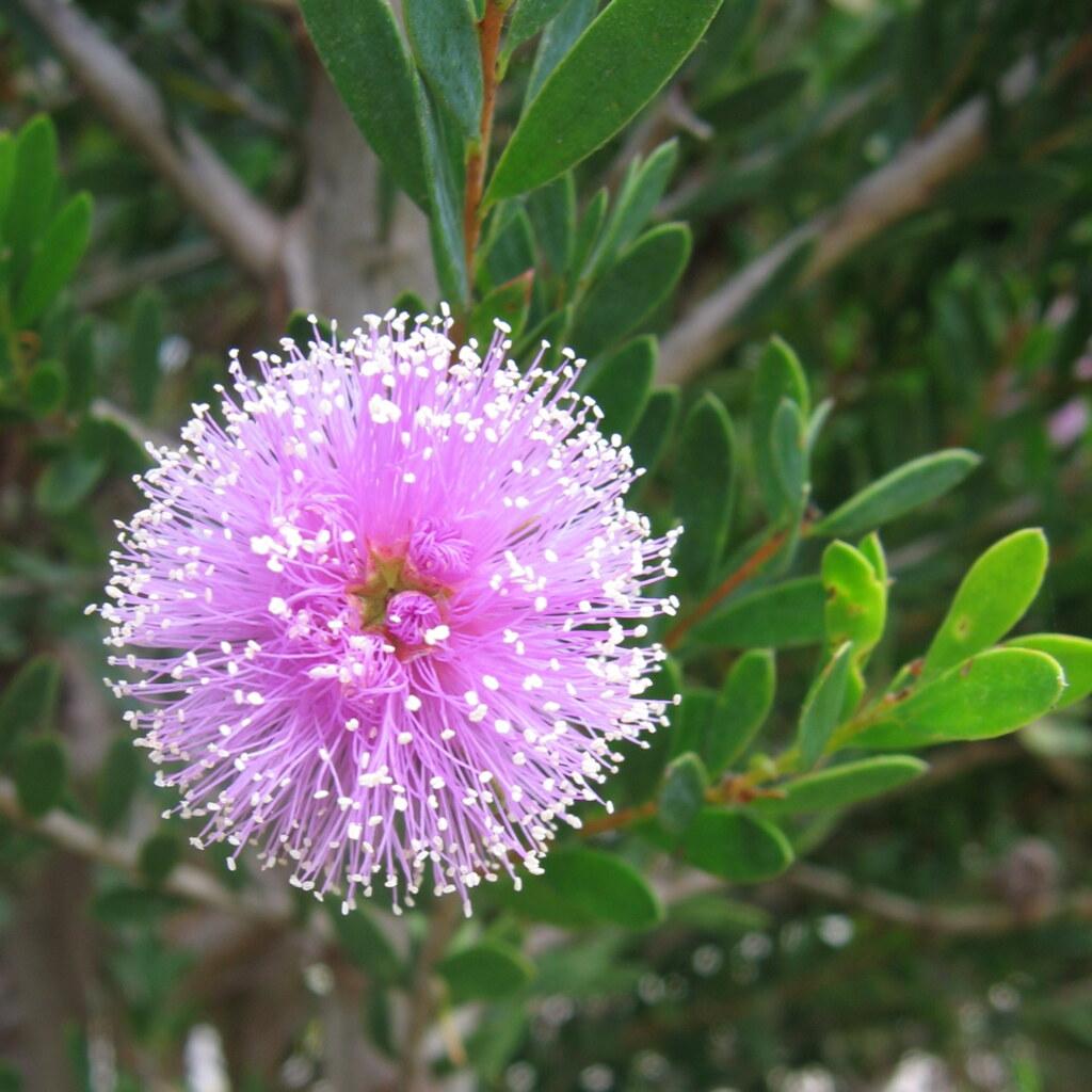 Photo of a spherical flower