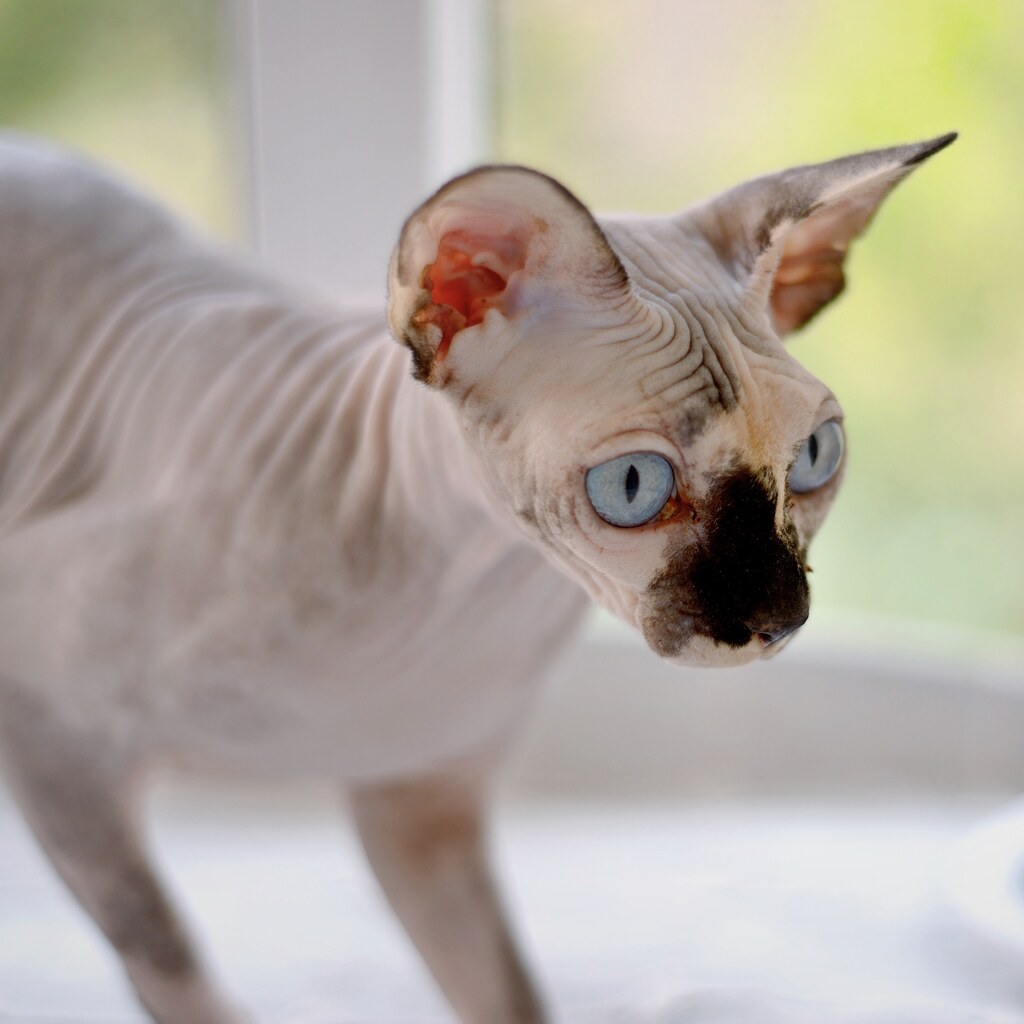 Photo of a sphynx cat