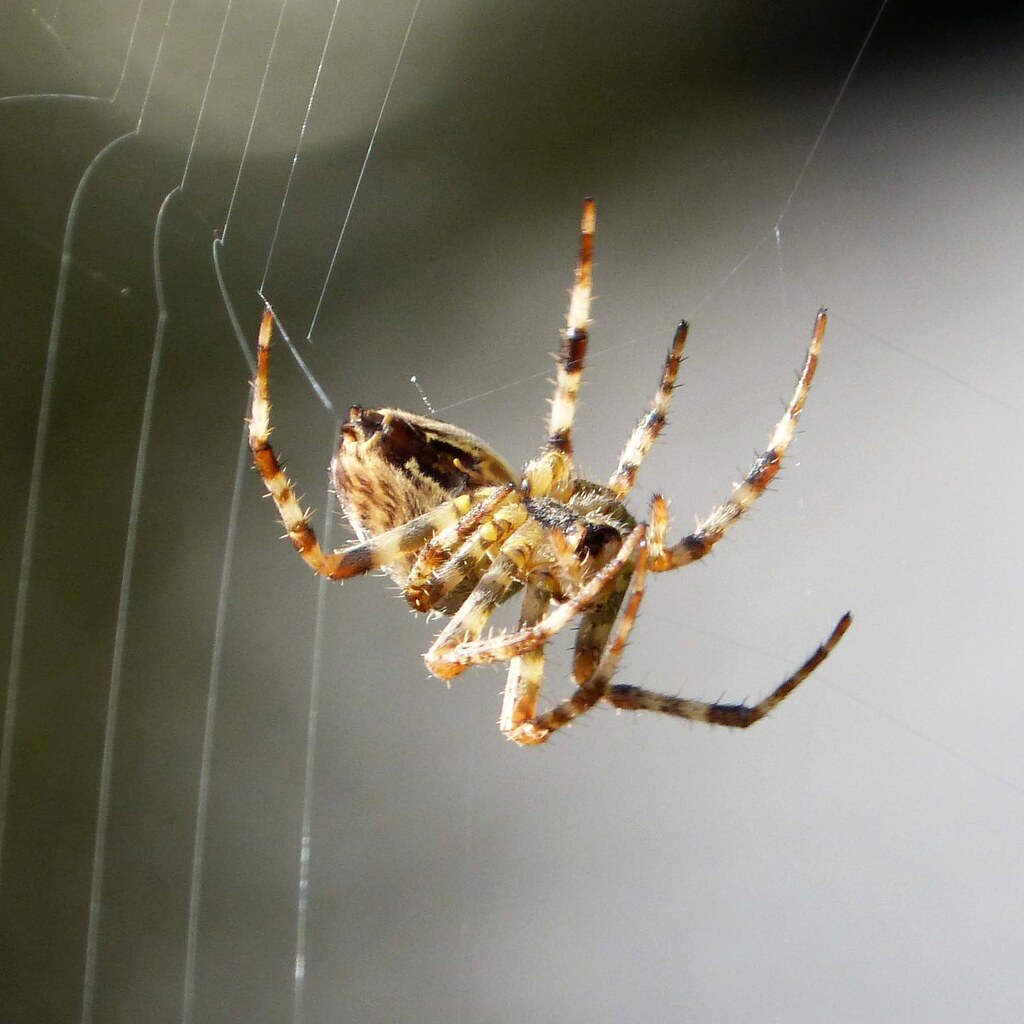 Photo of a spider.