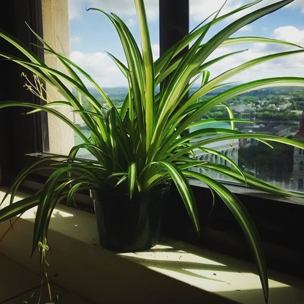 Photo of a spider plant
