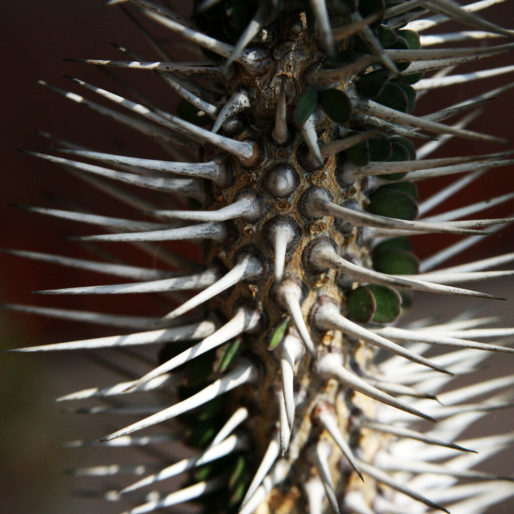 Photo of a spikey plant