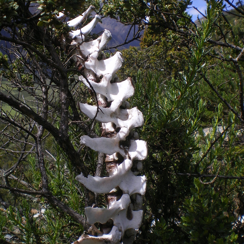 Photo of a spine