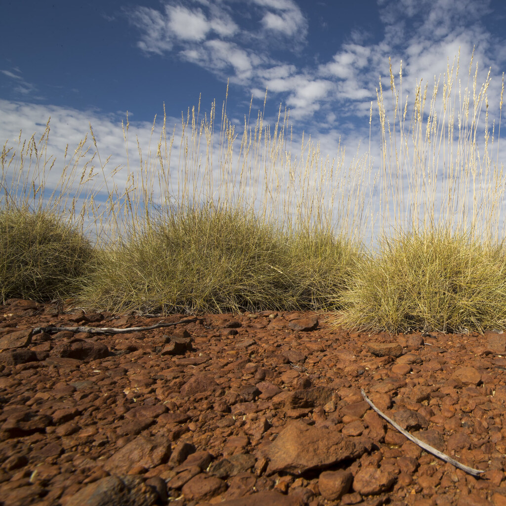 Photo of Australian spinifex
