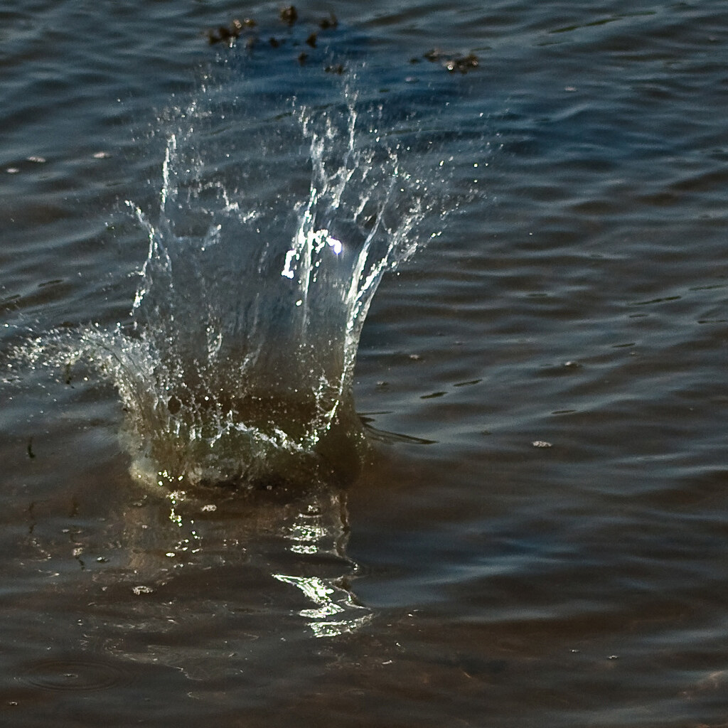 Photo of a splash in water