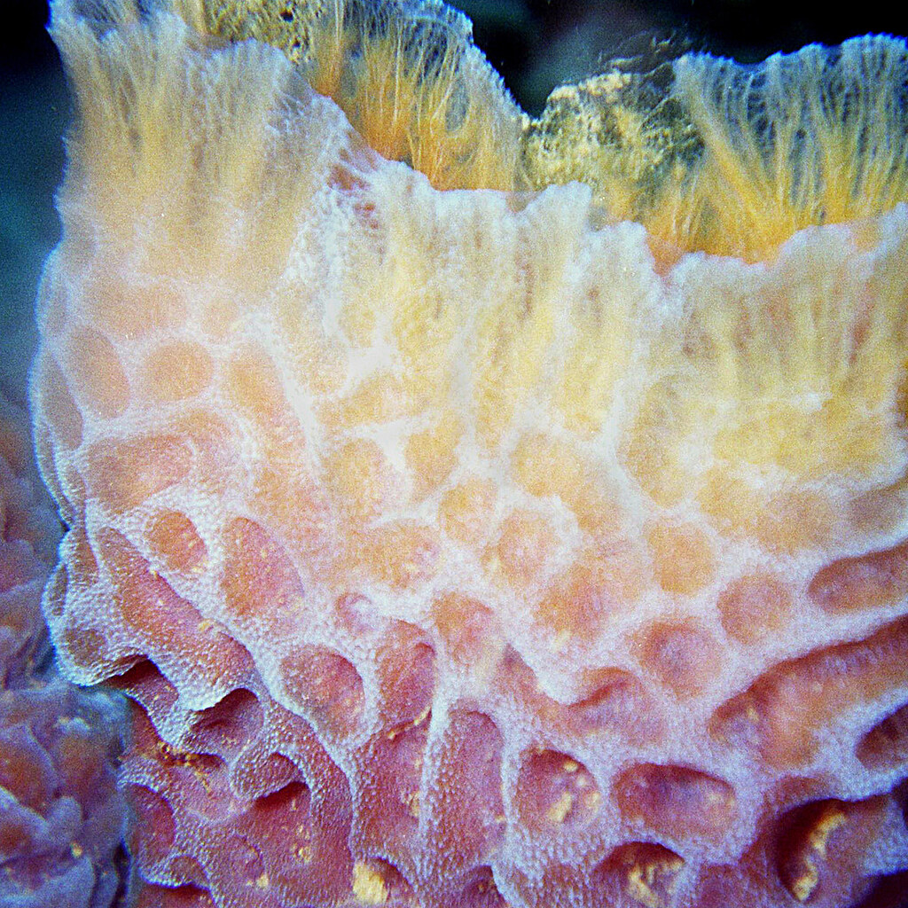 Photo of a sea sponge.