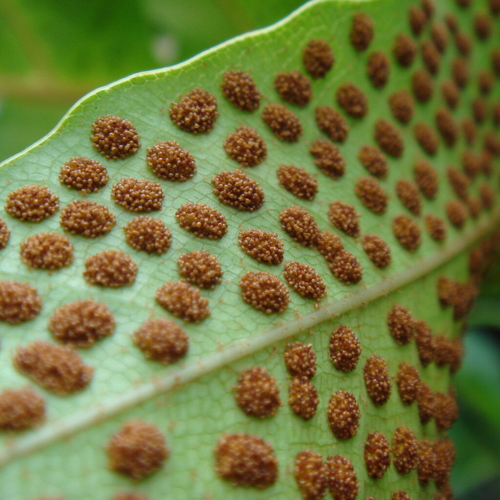 Photo of fern spores