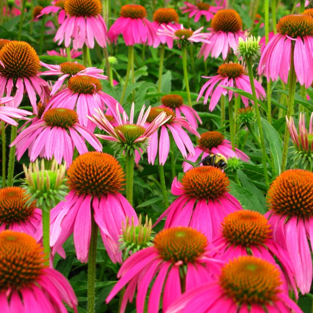 Photo of spring flowers.