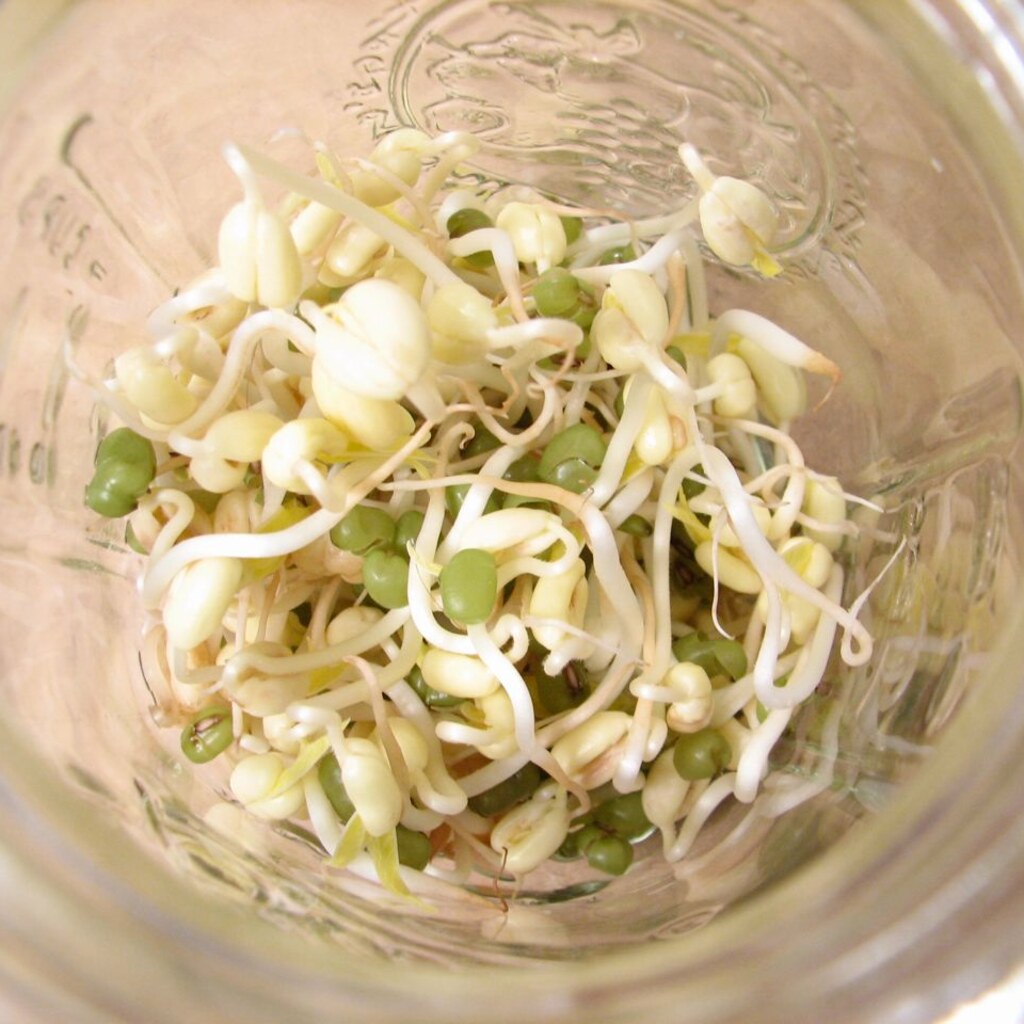 Photo of bean sprouts