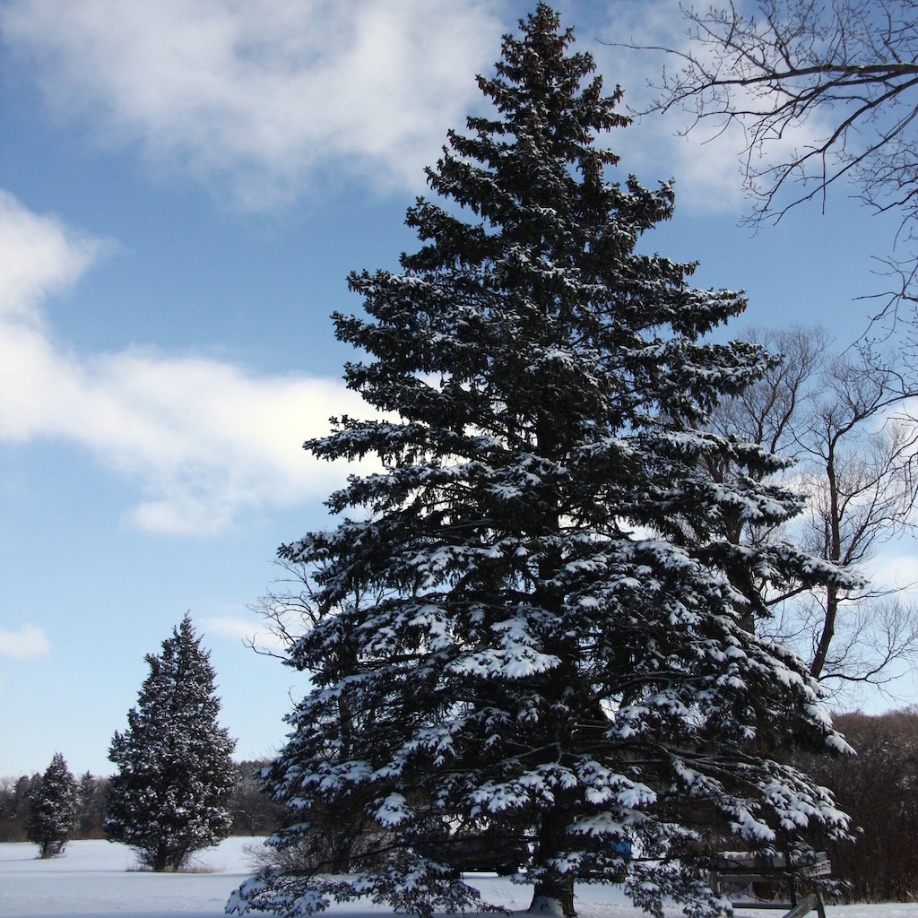 Photo of a spruce tree