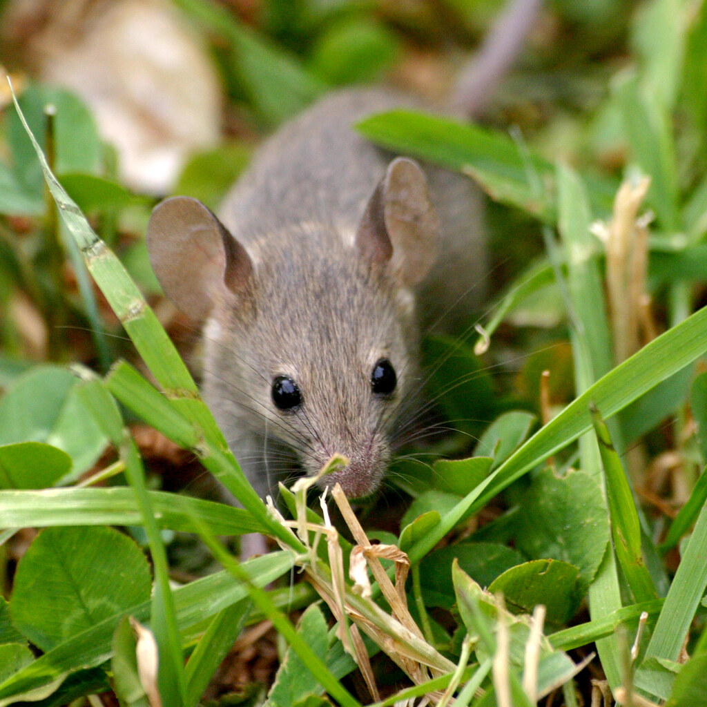Photo of a mouse