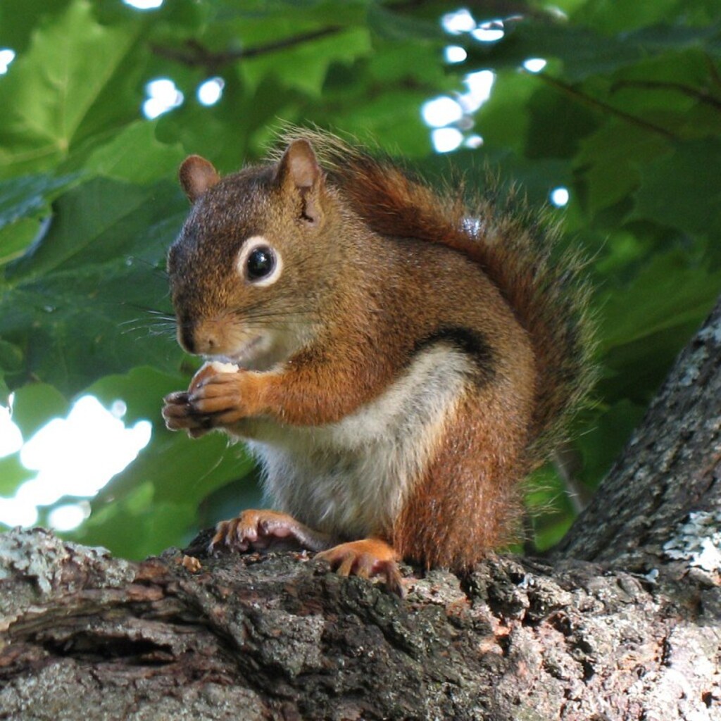 Photo of a squirrel.