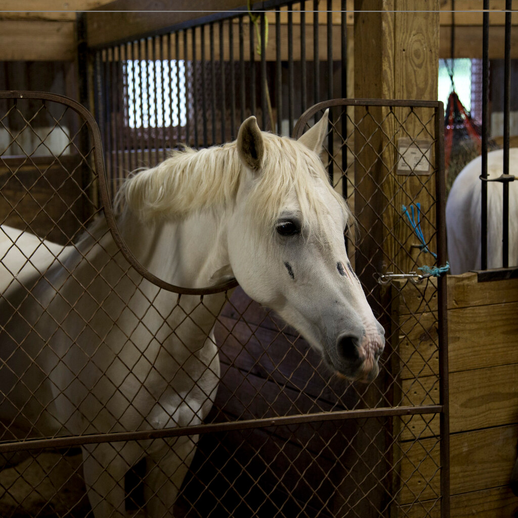 Photo of a horse in a stable.