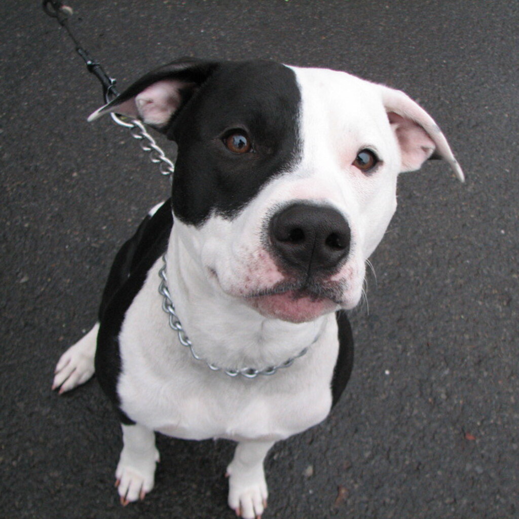Photo of a staffordshire bull terrier