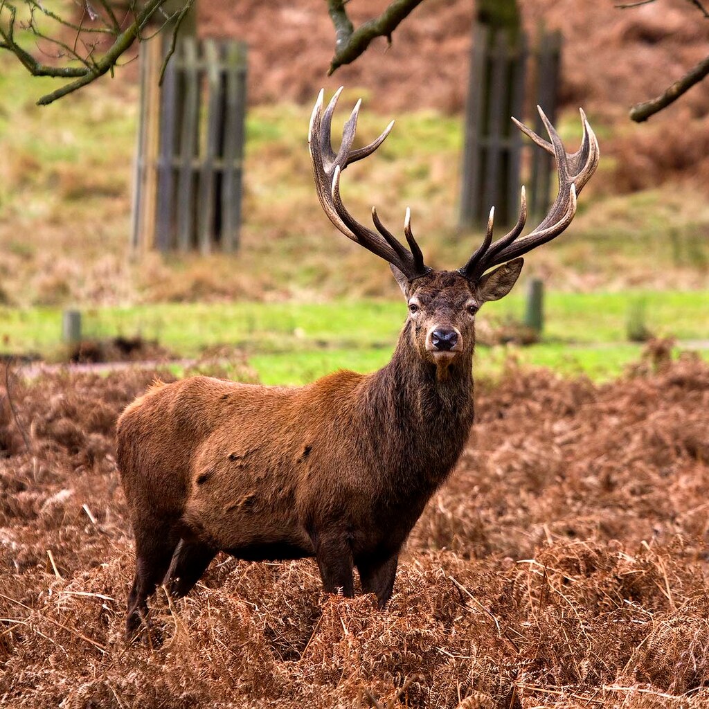Photo of a stag.
