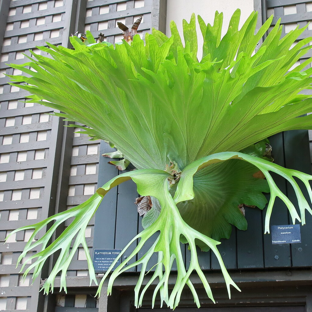 Photo of a staghorn fern