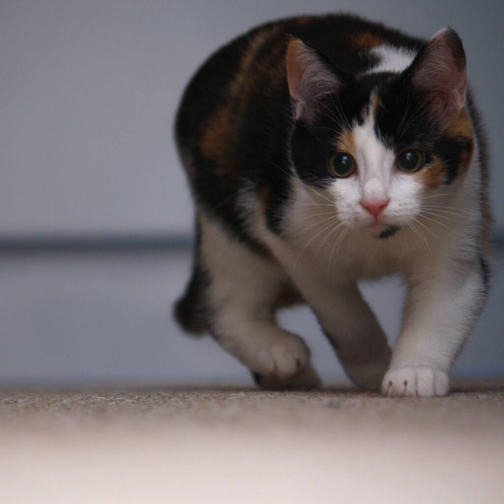 Photo of a cat stalking.