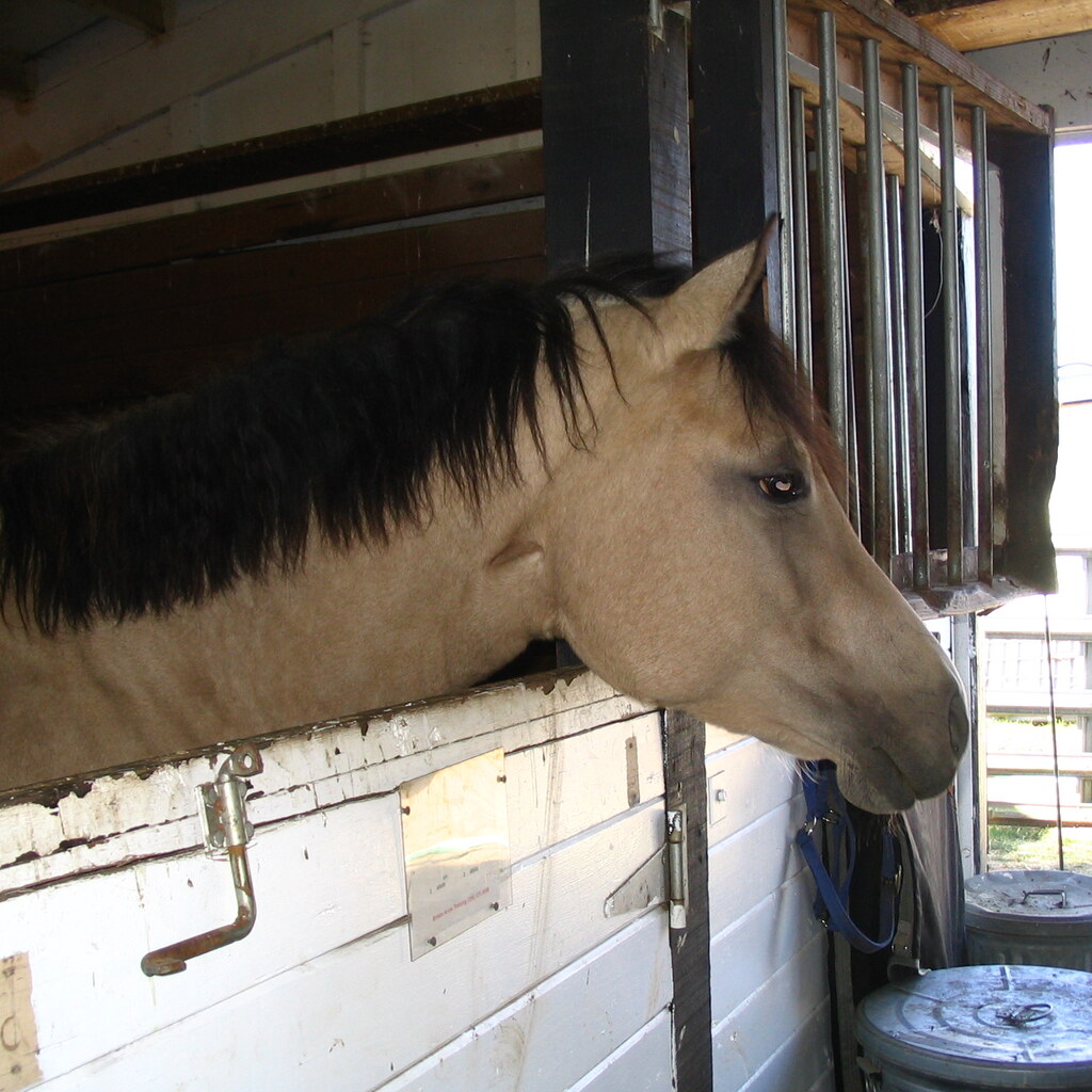 A horse in a stall.