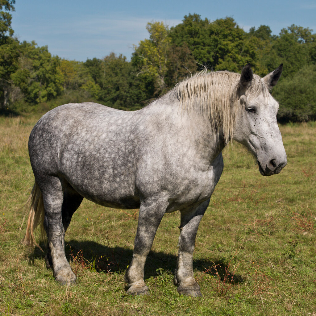 Photo of a stallion