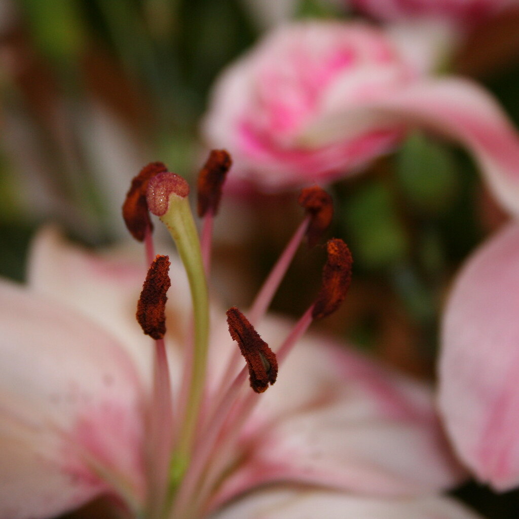 Photo of plant stamens