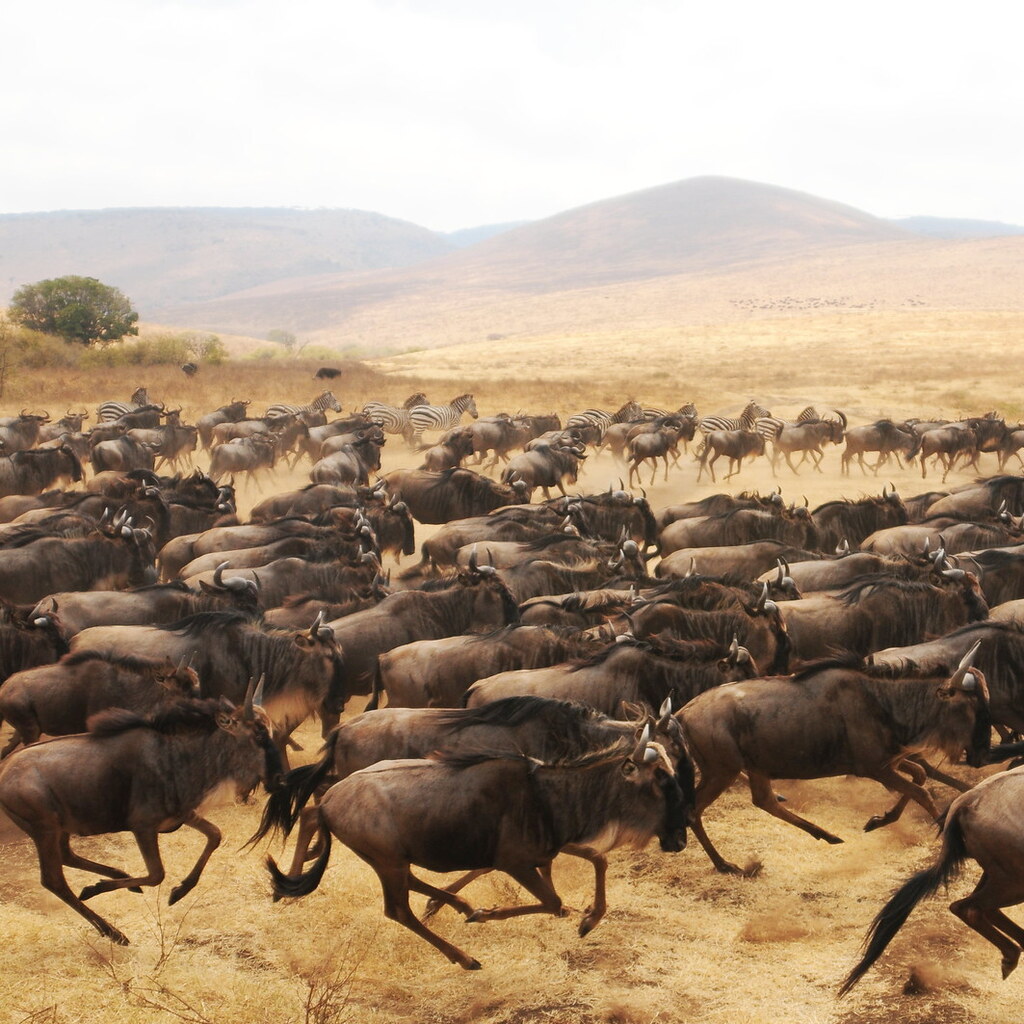 Photo of a stampede of wildebeests