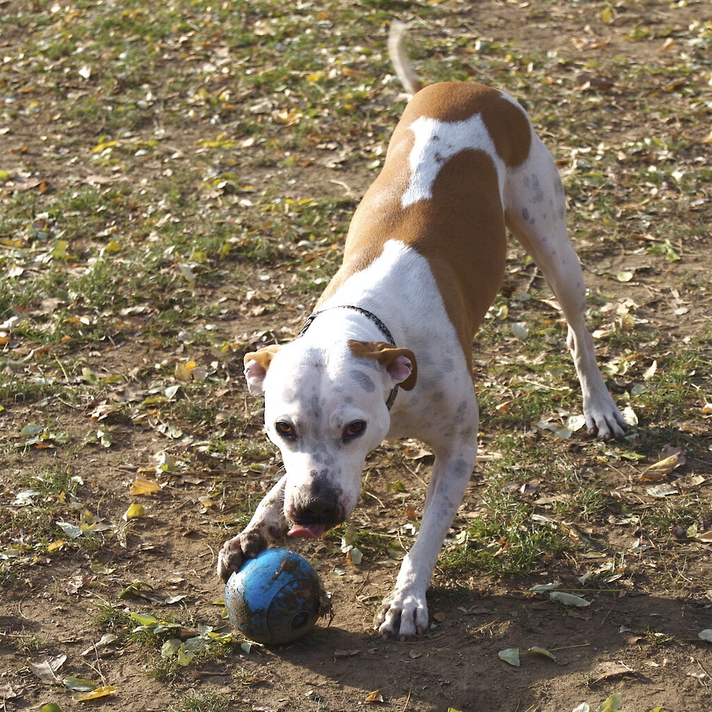 A dog in a playful stance.