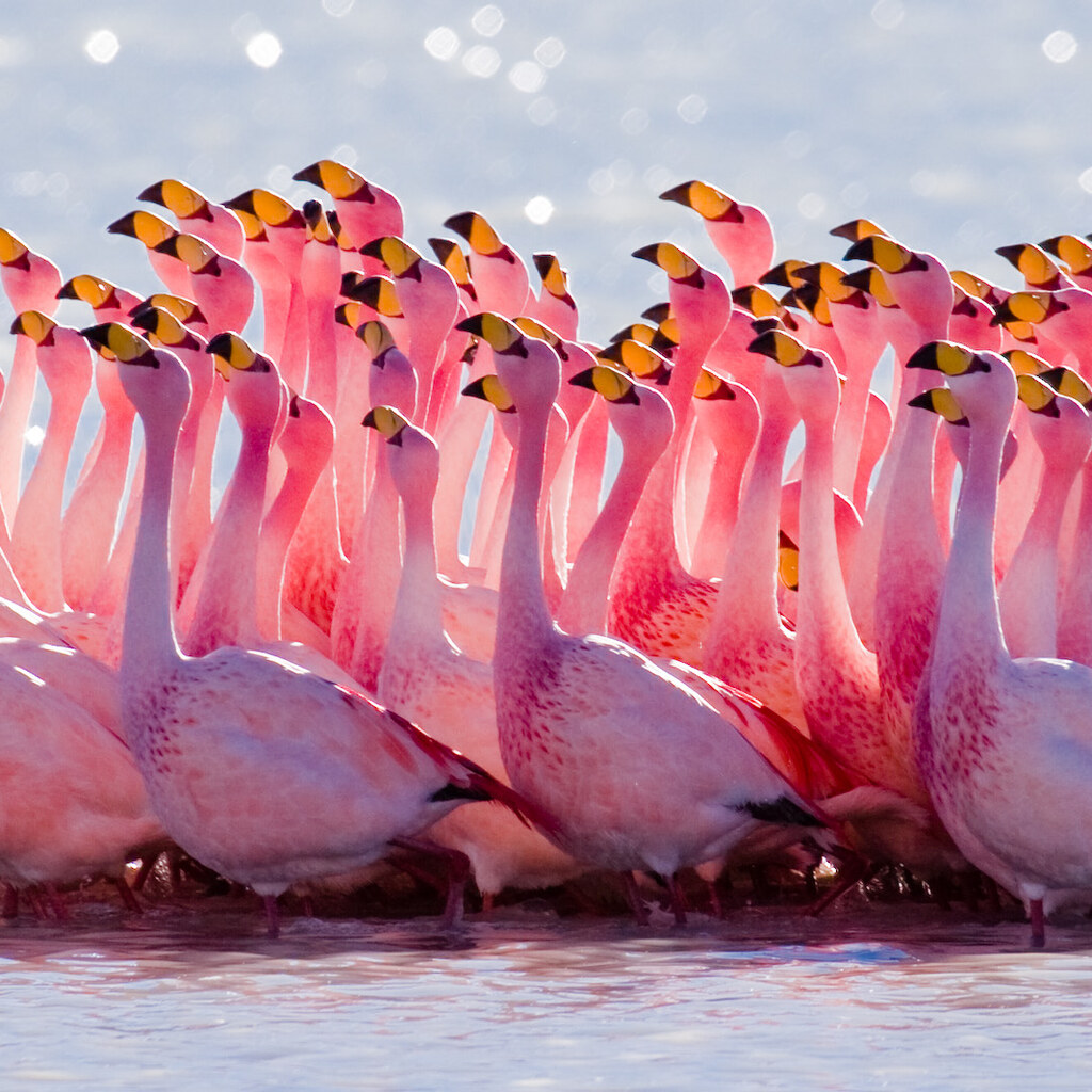 Photo of a group of flamingoes