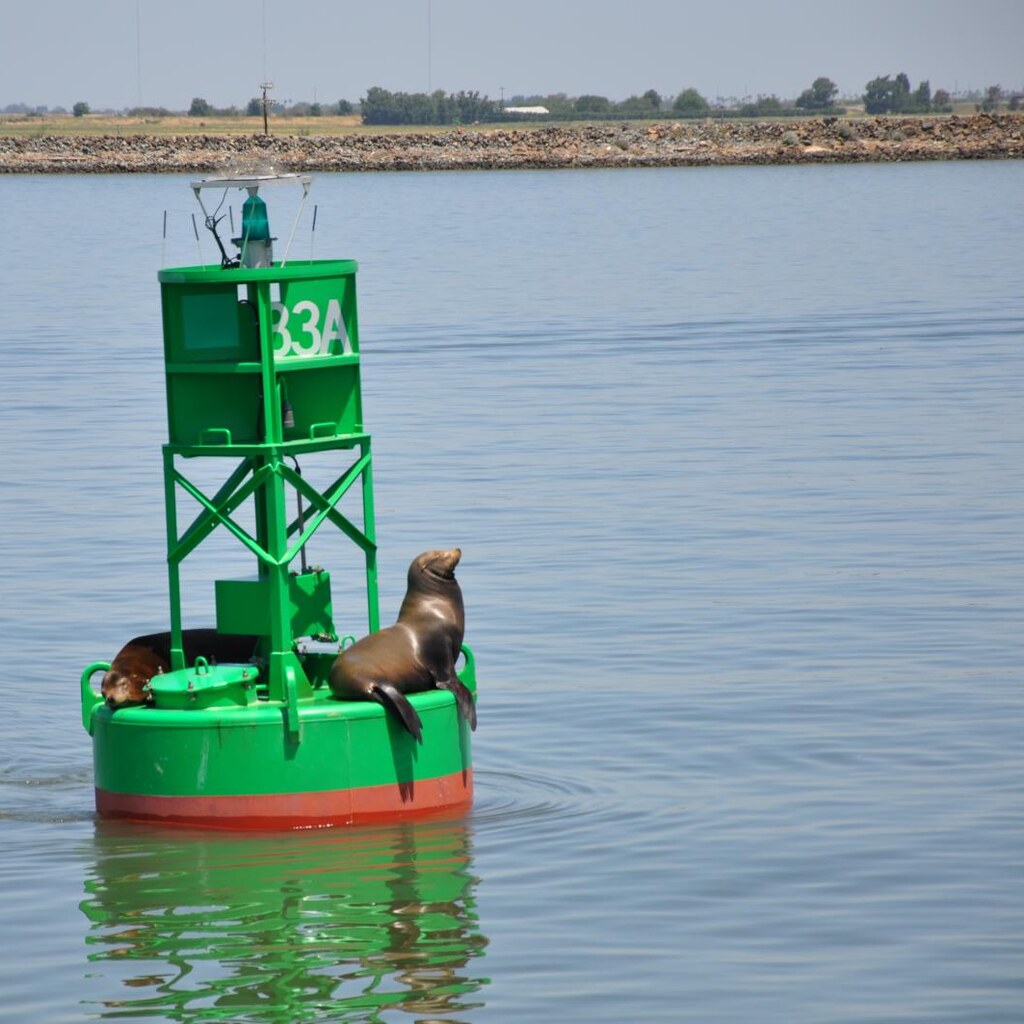 Photo of a green buoy