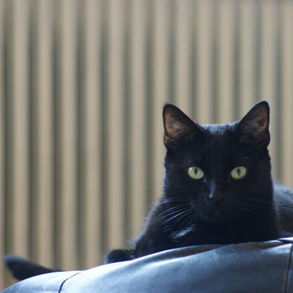 Photo of a cat staring.