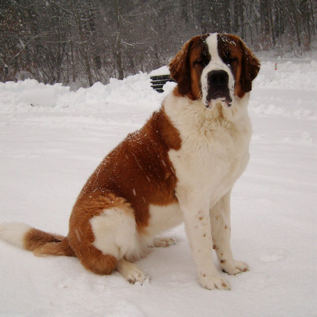 Photo of a St Bernard dog in the snow