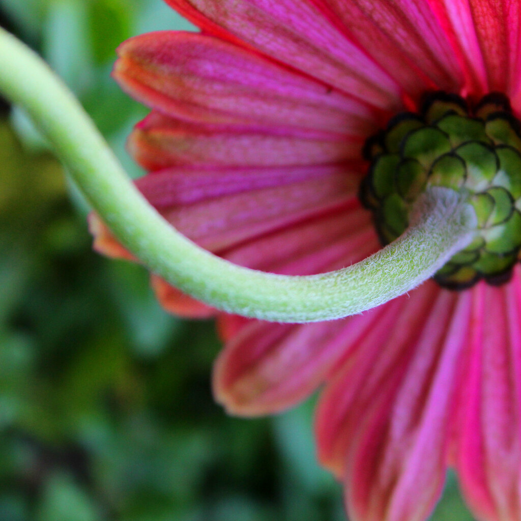 Photo of a flower stem