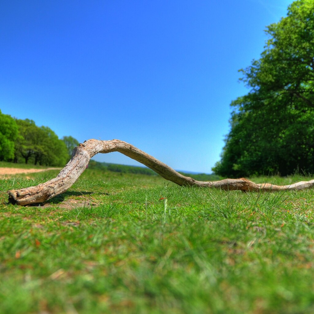 Photo of a stick