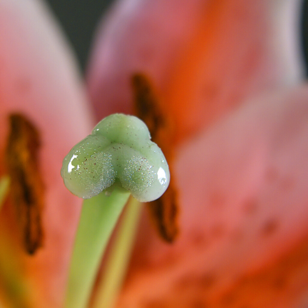Close up of a plant stigma