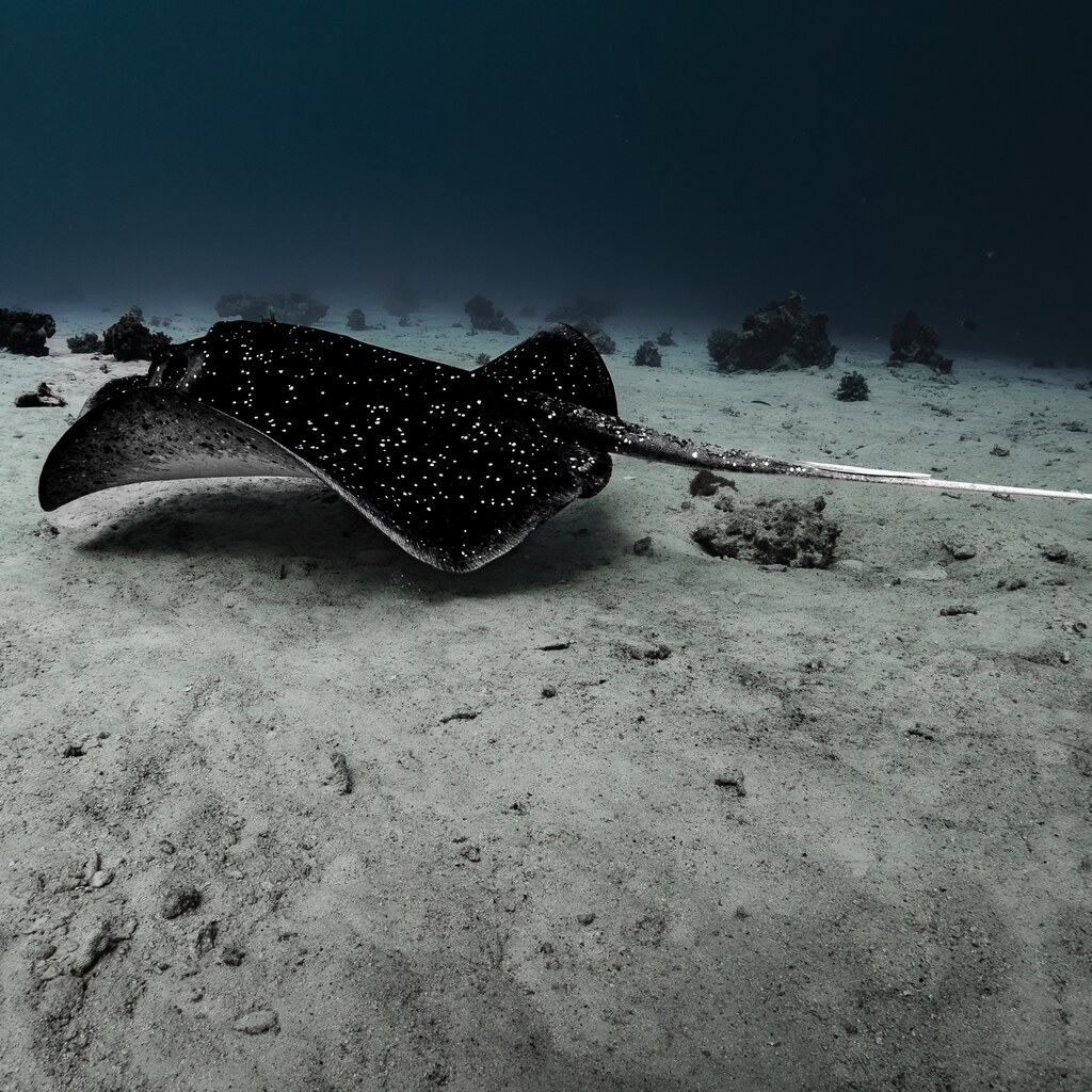Photo of a stingray
