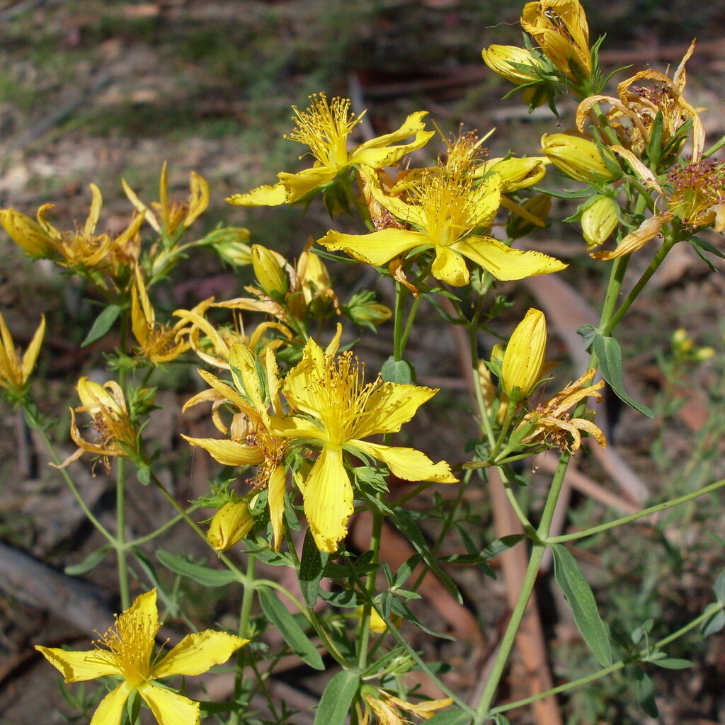 Photo of St John's wort