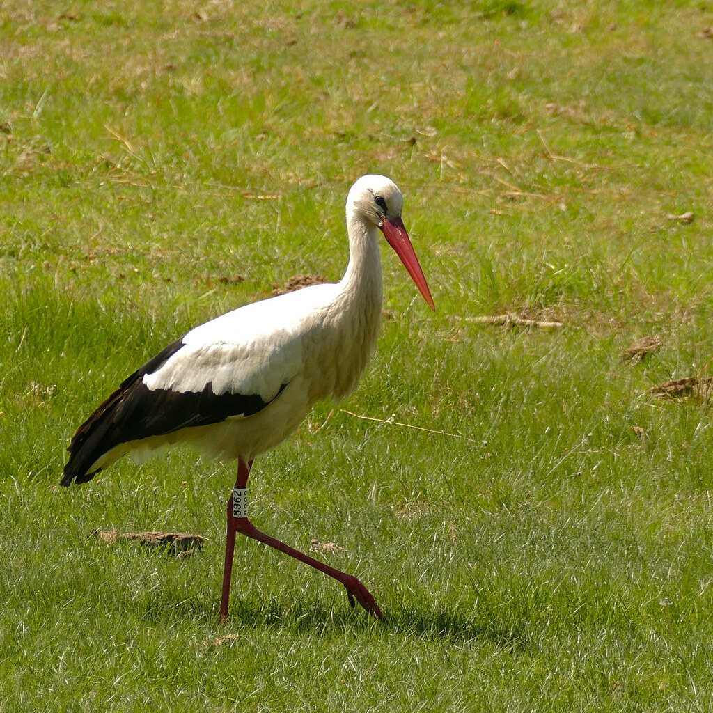 Photo of a white stork