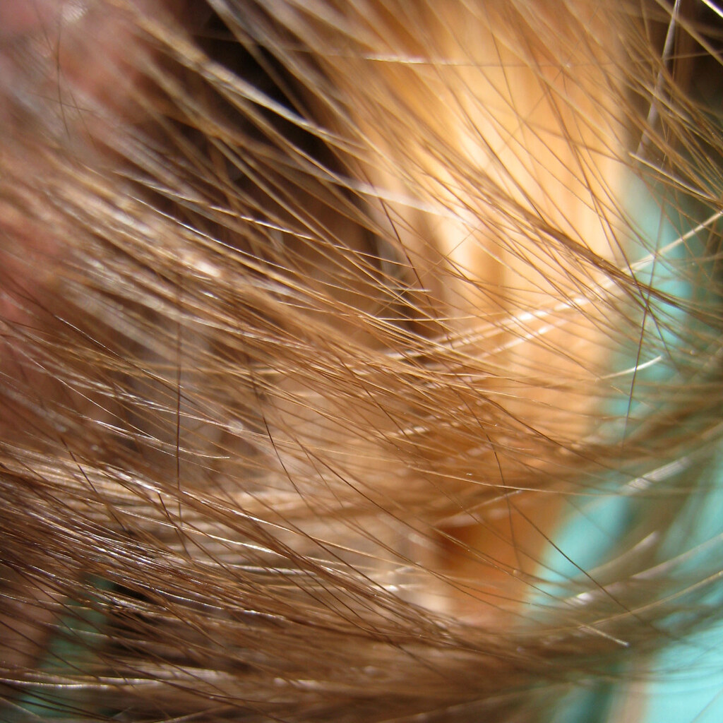 Photo of some strands of hair