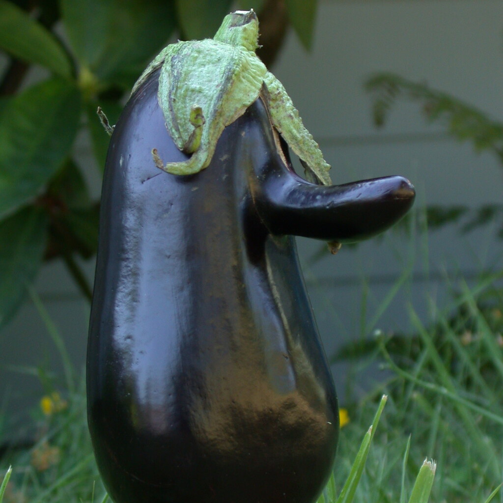 Photo of a strange looking eggplant
