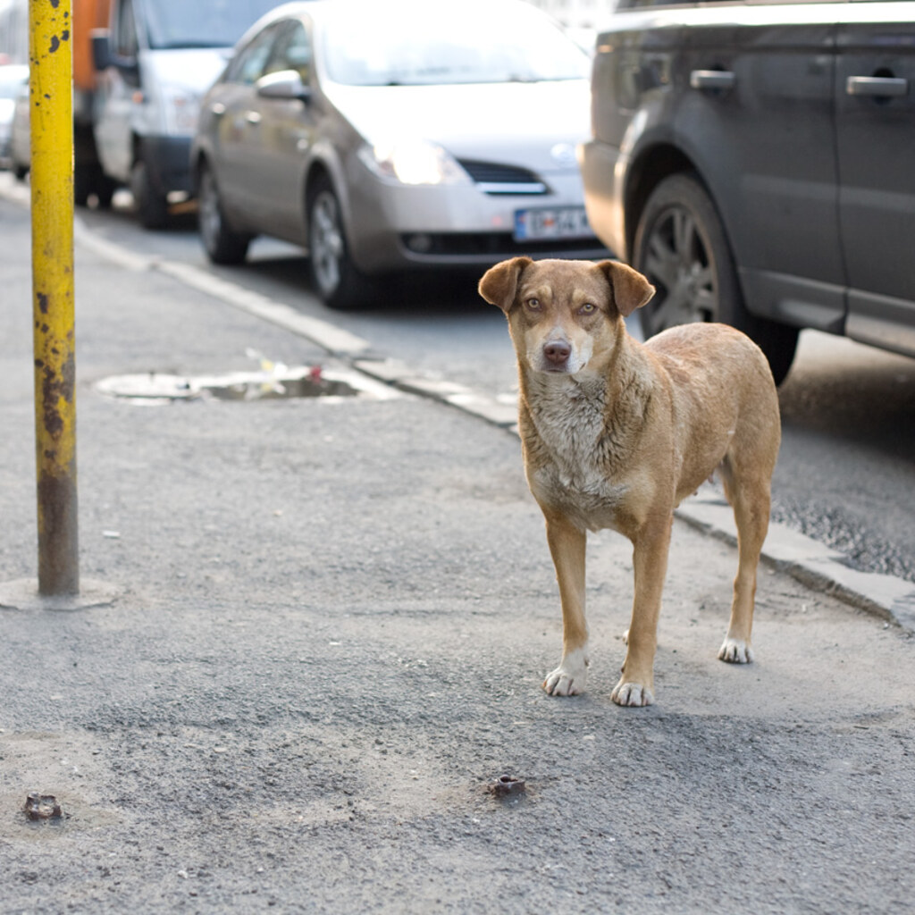 Photo of a stray dog
