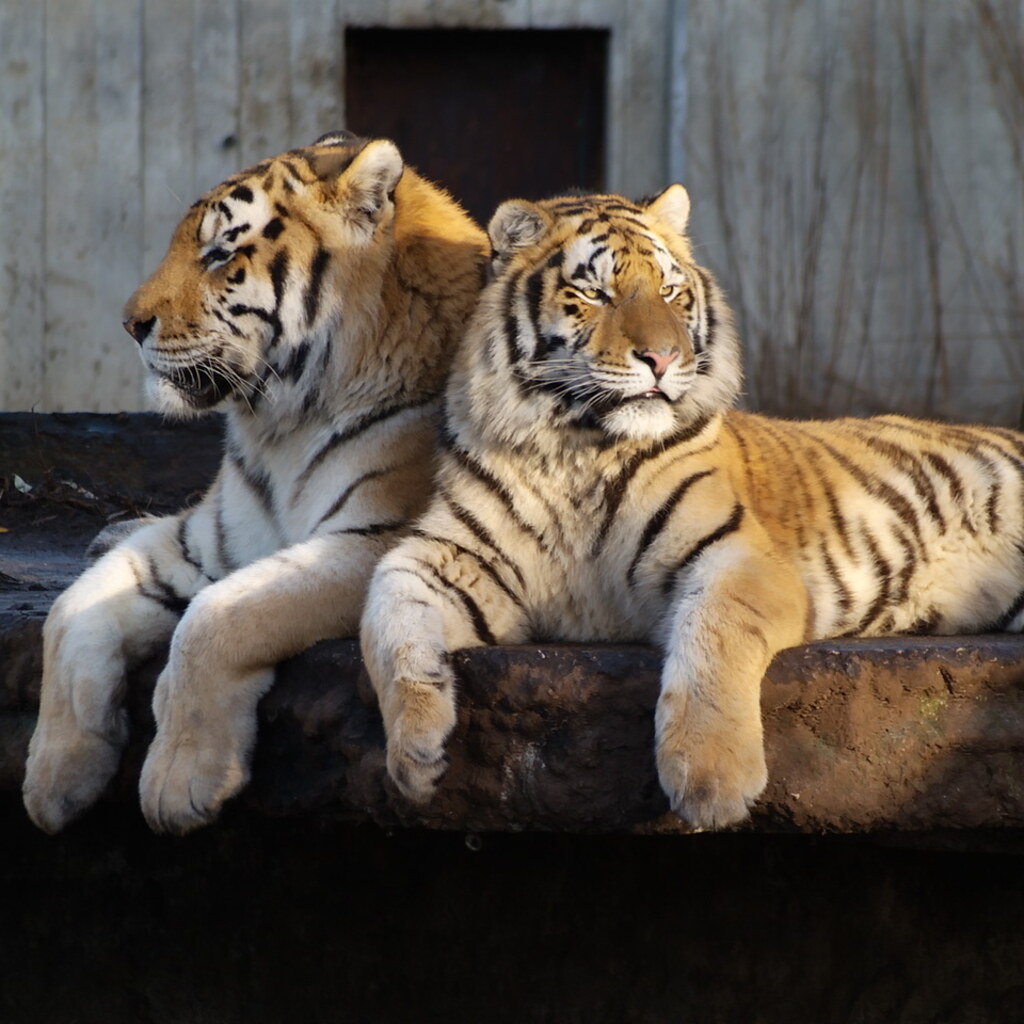 Photo of a group of tigers
