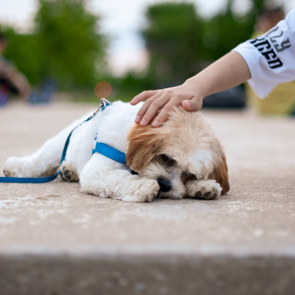 Photo of someone stroking a dog